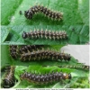 aras levana larva3 volg